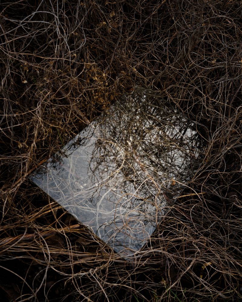 © Justus Lemm - Glass pane among the brushBerlinGermany