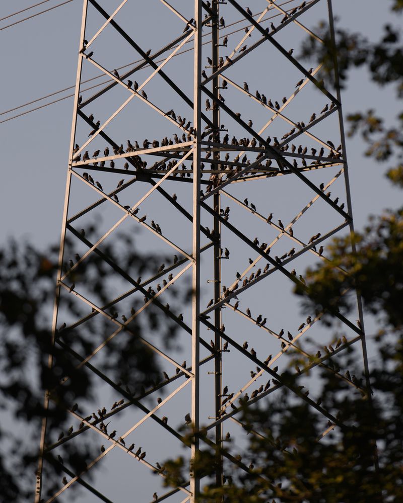 © Justus Lemm - A swarm of starlings JänschwaldeGermany