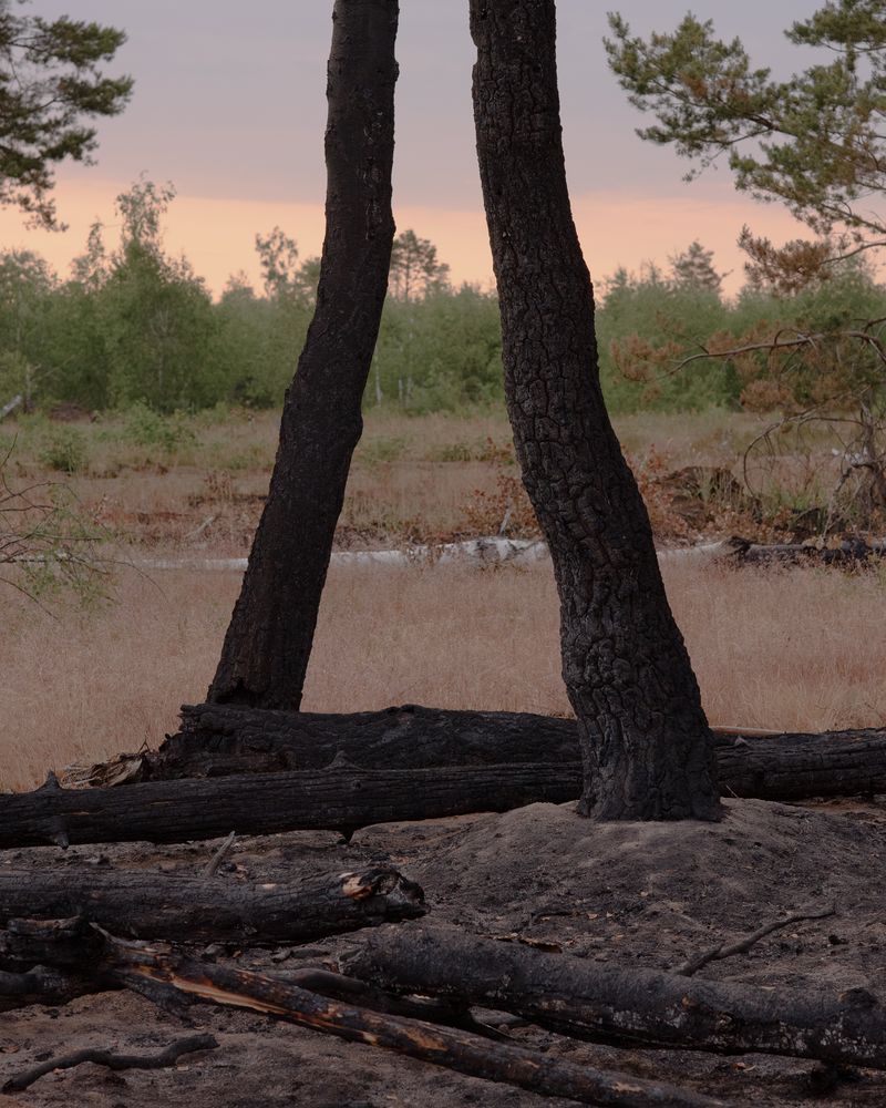 © Justus Lemm - Burnt trees after wildfireJüterbogGermany