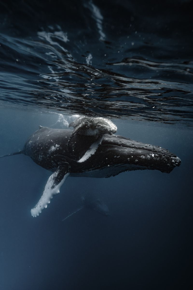 © Bjørn Jansen - Image from the Mooring photography project