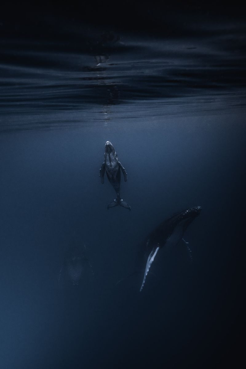 © Bjørn Jansen - Image from the Mooring photography project
