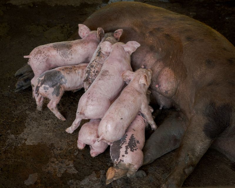 © Ponita Keo - Newborn piglets in the Kan sisters' livestock farm feed on their sow.