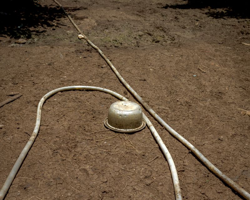 © Ponita Keo - Image from the Beauty and the Pigs photography project