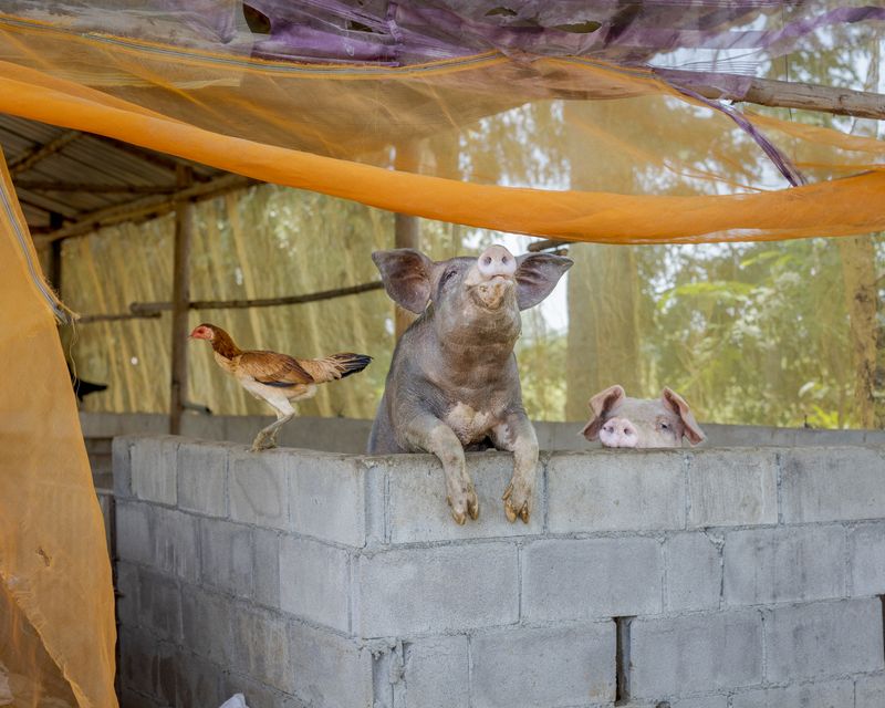 © Ponita Keo - Image from the Beauty and the Pigs photography project