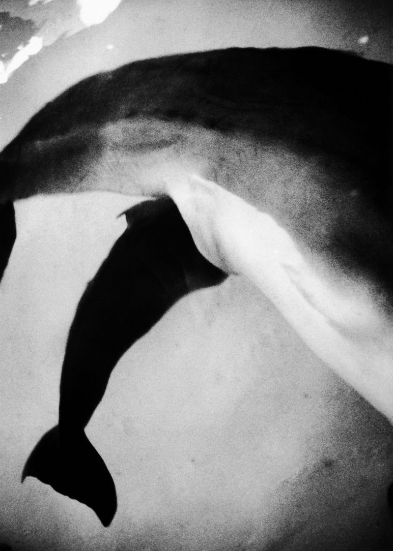© Clara Lacasse - Birth, Montreal Biodome archives