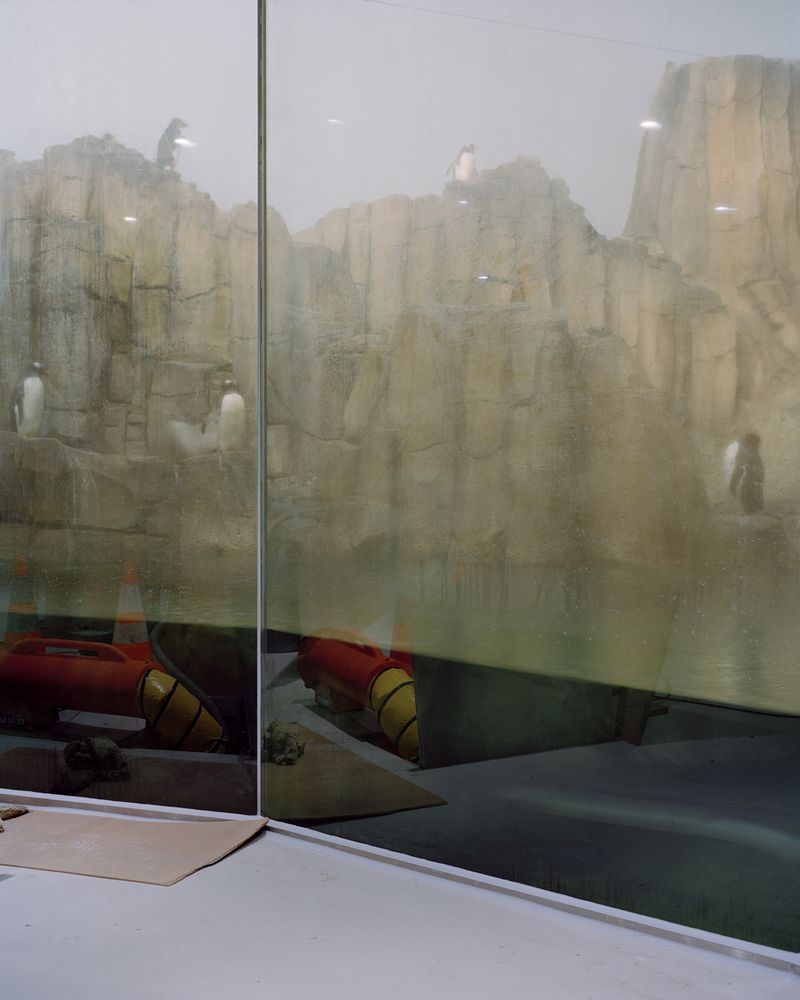 © Clara Lacasse - Colony, 32 x 25 in, C-print, 2021