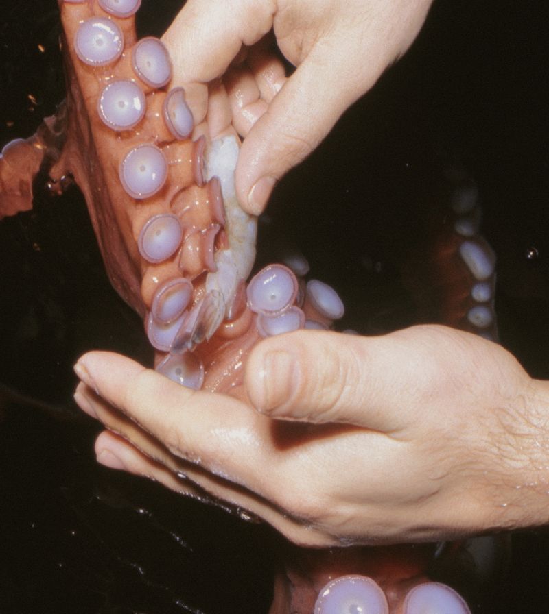 © Clara Lacasse - Feeding Embrace, Montreal Biodome archives