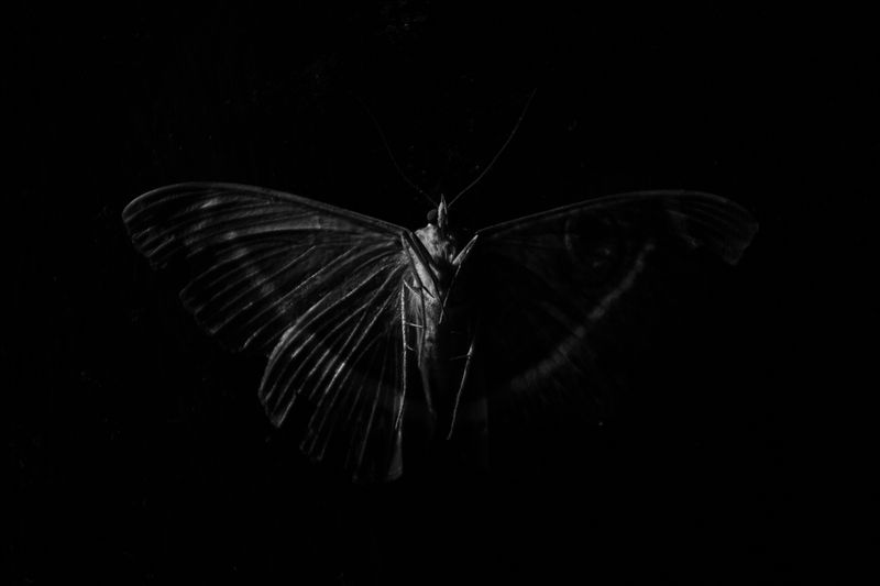 © Jacques Smit - Image from the Lupus Non Mordet Lupum photography project