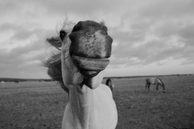 © Jacques Smit - Image from the Lupus Non Mordet Lupum photography project