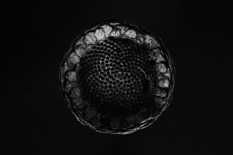 © Jacques Smit - Image from the Lupus Non Mordet Lupum photography project