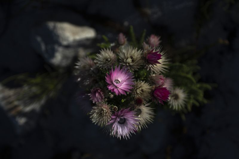 © Jacques Smit - Image from the Lupus Non Mordet Lupum photography project
