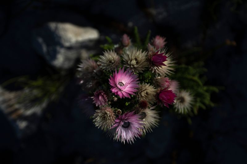 © Jacques Smit - Image from the Lupus Non Mordet Lupum photography project