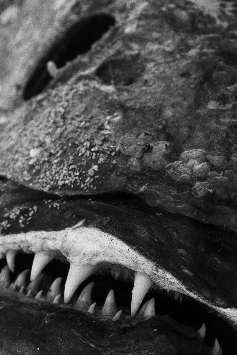 © Jacques Smit - Image from the Lupus Non Mordet Lupum photography project