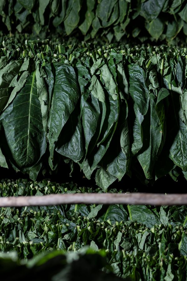 © Mehdi Maciej Benembarek - Image from the TOBACCO FARMS & GUAJIROS IN VINALES, CUBA photography project