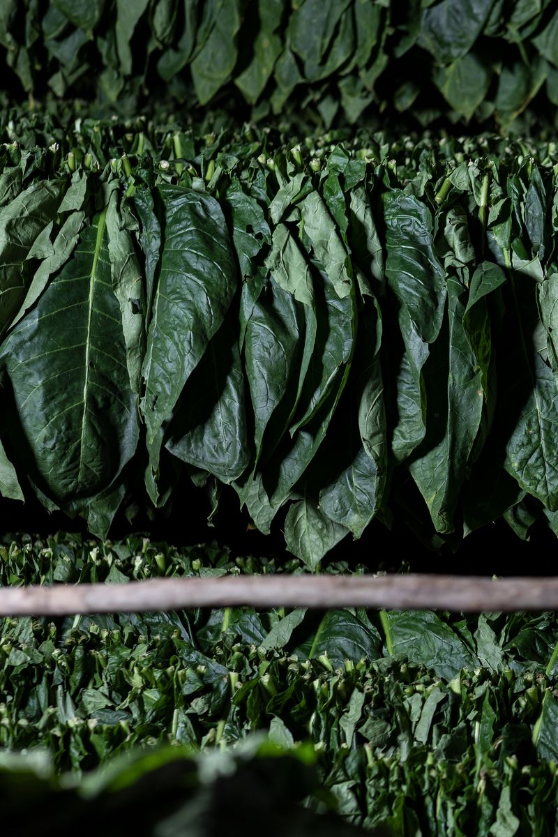 © Mehdi Maciej Benembarek - Image from the TOBACCO FARMS & GUAJIROS IN VINALES, CUBA photography project