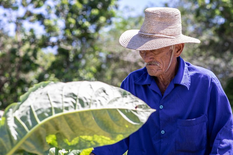 © Mehdi Maciej Benembarek - Image from the TOBACCO FARMS & GUAJIROS IN VINALES, CUBA photography project