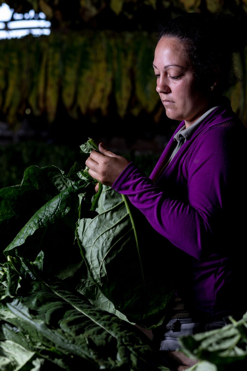 © Mehdi Maciej Benembarek - Image from the TOBACCO FARMS & GUAJIROS IN VINALES, CUBA photography project