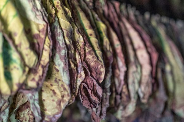 © Mehdi Maciej Benembarek - Image from the TOBACCO FARMS & GUAJIROS IN VINALES, CUBA photography project