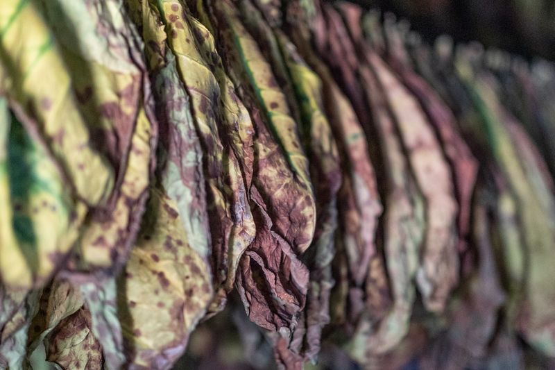 © Mehdi Maciej Benembarek - Image from the TOBACCO FARMS & GUAJIROS IN VINALES, CUBA photography project