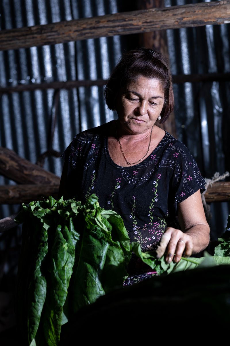 © Mehdi Maciej Benembarek - Image from the TOBACCO FARMS & GUAJIROS IN VINALES, CUBA photography project