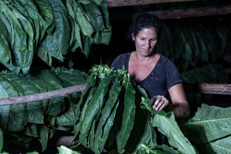 © Mehdi Maciej Benembarek - Image from the TOBACCO FARMS & GUAJIROS IN VINALES, CUBA photography project
