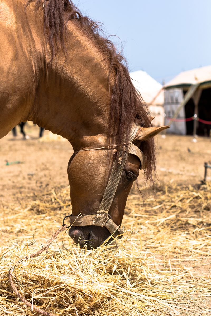 © Mehdi Maciej Benembarek - Image from the Tbourida in Morocco photography project