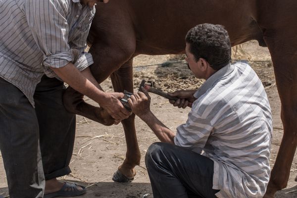 © Mehdi Maciej Benembarek - Image from the Tbourida in Morocco photography project