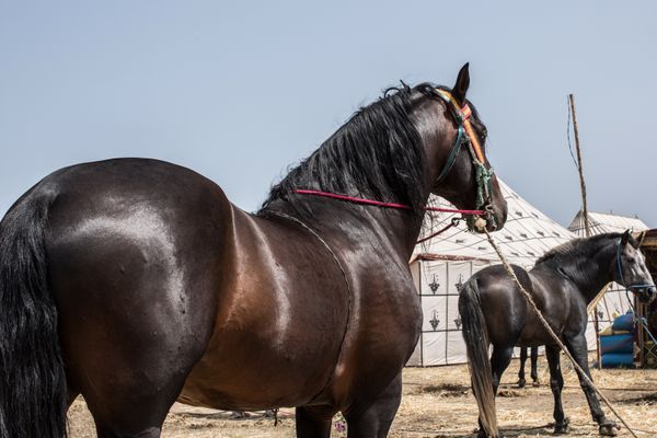 © Mehdi Maciej Benembarek - Image from the Tbourida in Morocco photography project
