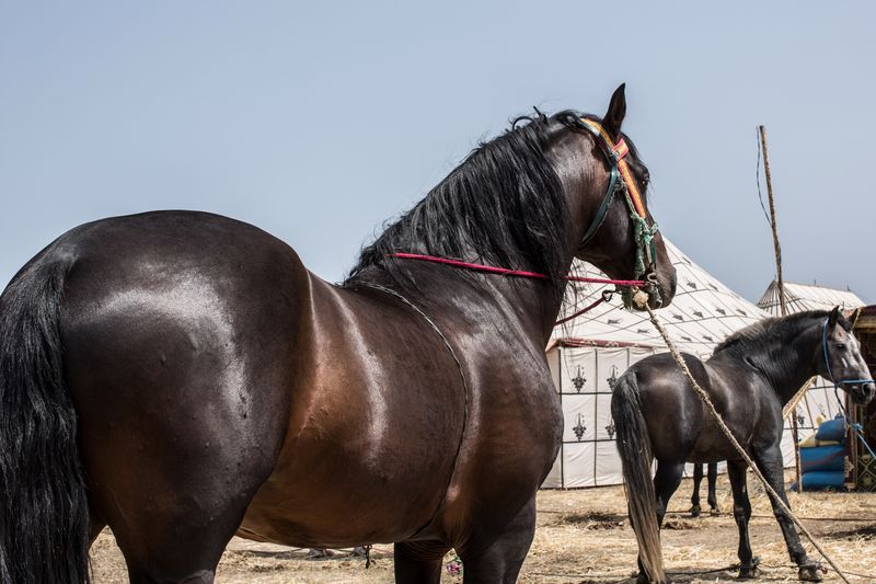 © Mehdi Maciej Benembarek - Image from the Tbourida in Morocco photography project
