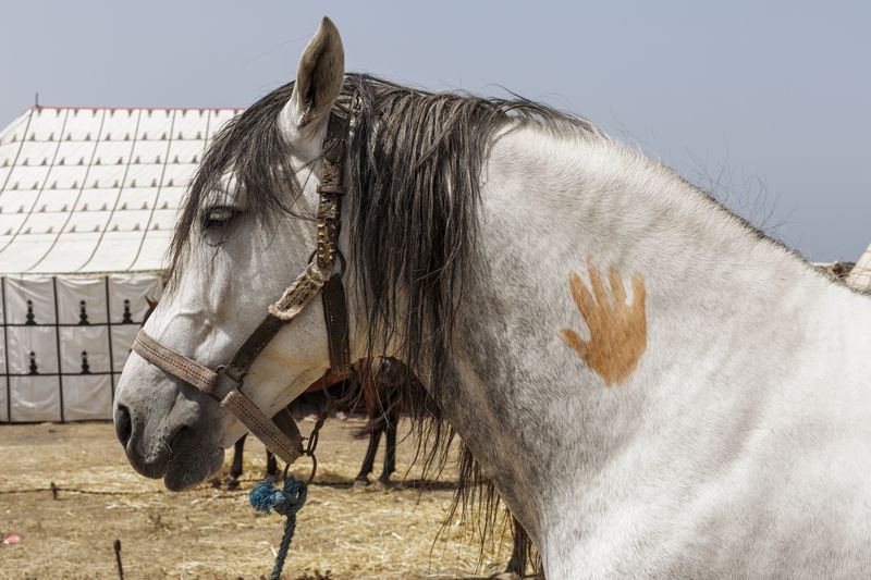© Mehdi Maciej Benembarek - Image from the Tbourida in Morocco photography project