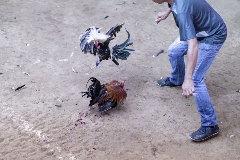 © Mehdi Maciej Benembarek - Image from the Cockfights in Philippines photography project