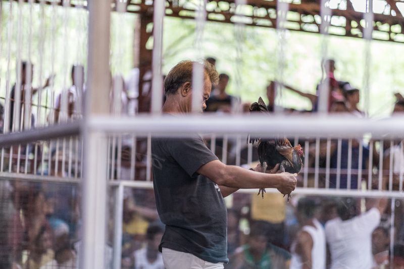 © Mehdi Maciej Benembarek - Image from the Cockfights in Philippines photography project