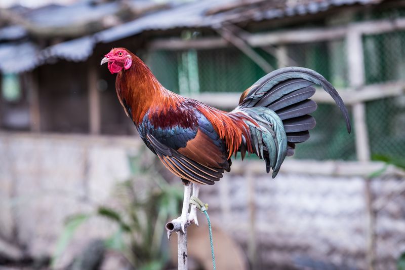 © Mehdi Maciej Benembarek - Image from the Cockfights in Philippines photography project