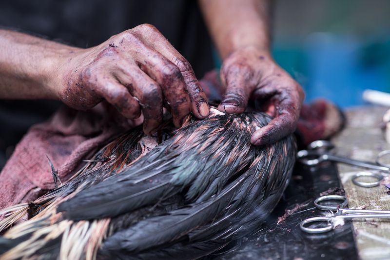 © Mehdi Maciej Benembarek - Image from the Cockfights in Philippines photography project