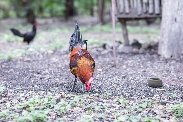 © Mehdi Maciej Benembarek - Image from the Cockfights in Philippines photography project