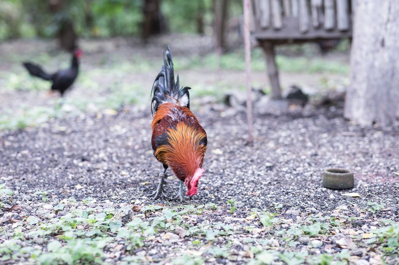 © Mehdi Maciej Benembarek - Image from the Cockfights in Philippines photography project