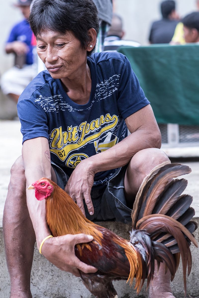 © Mehdi Maciej Benembarek - Image from the Cockfights in Philippines photography project