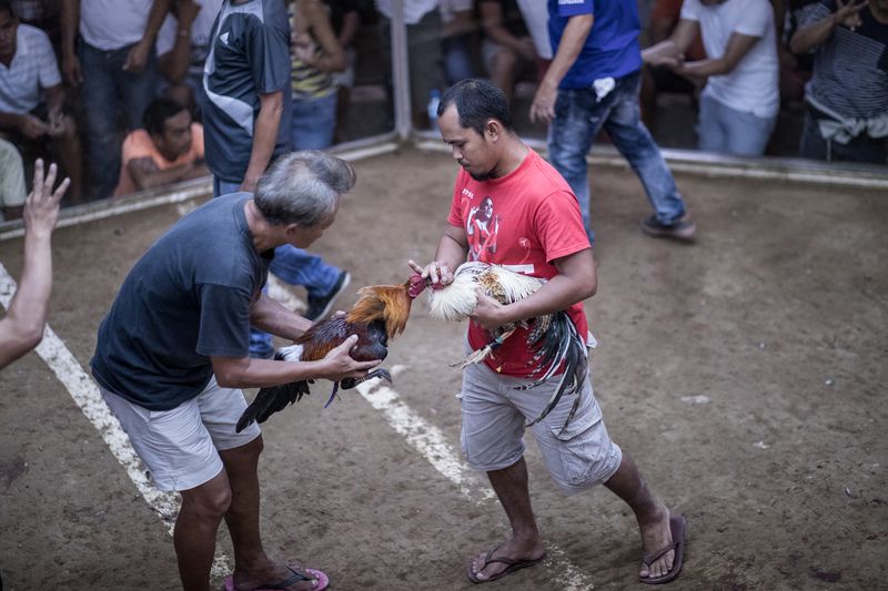© Mehdi Maciej Benembarek - Image from the Cockfights in Philippines photography project
