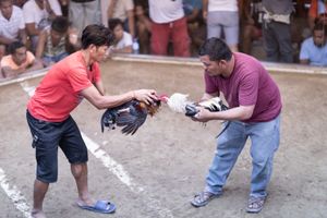 Cockfights in Philippines