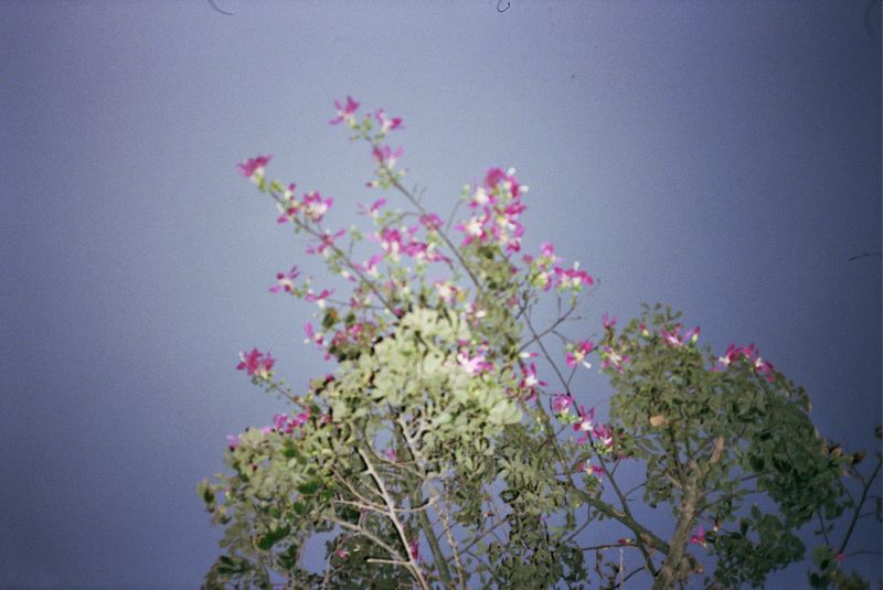 © Amelie Sachs - Image from the Forget Me Not photography project