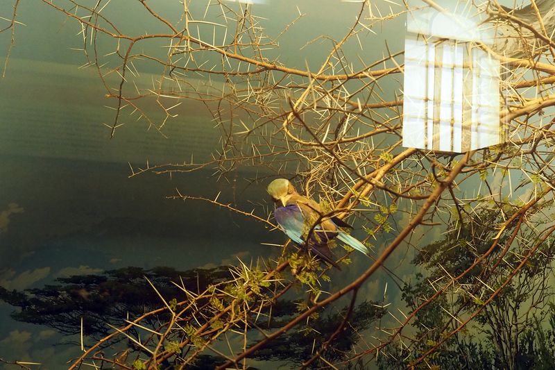 © Annamaria Belloni - Image from the Supernatura photography project