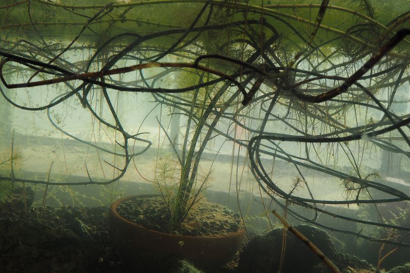 © Annamaria Belloni - Image from the Supernatura photography project