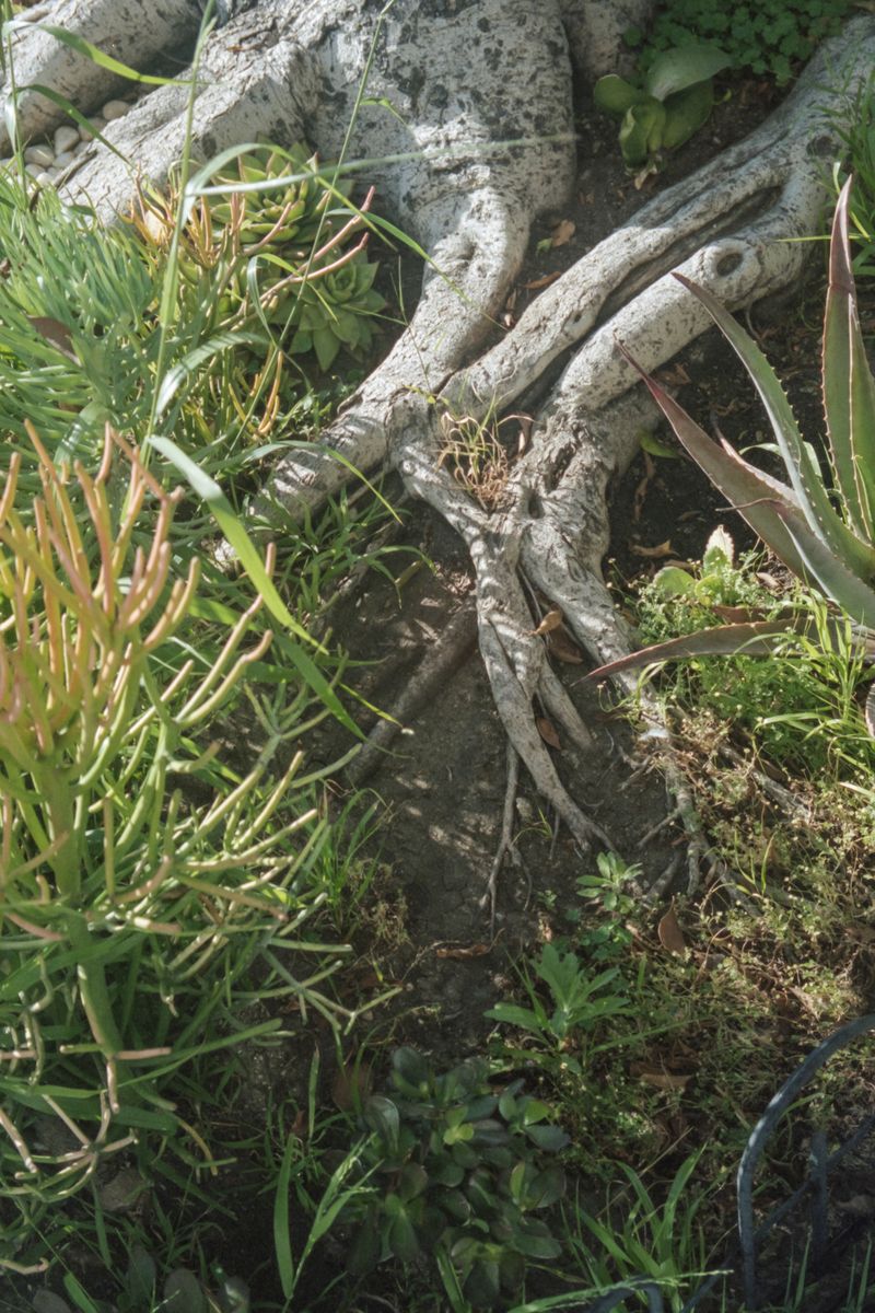 © Lingxue Hao - 35mm Color Negative; 04/2021