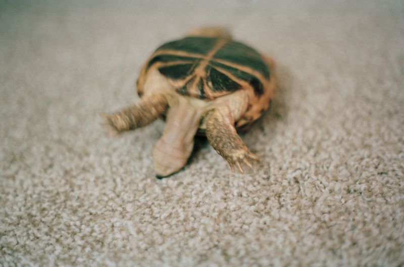 © Lingxue Hao - 35mm Color Negative; 10/2018