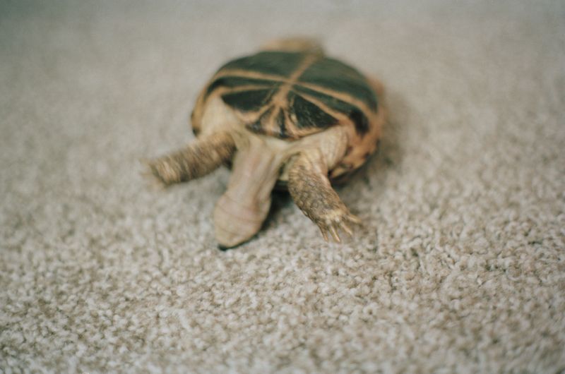 © Lingxue Hao - 35mm Color Negative; 10/2018