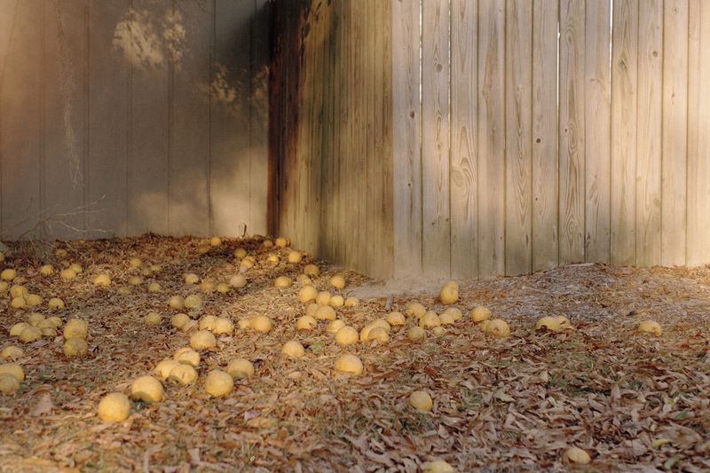 © Lingxue Hao - 35mm Color Negative; 01/2021