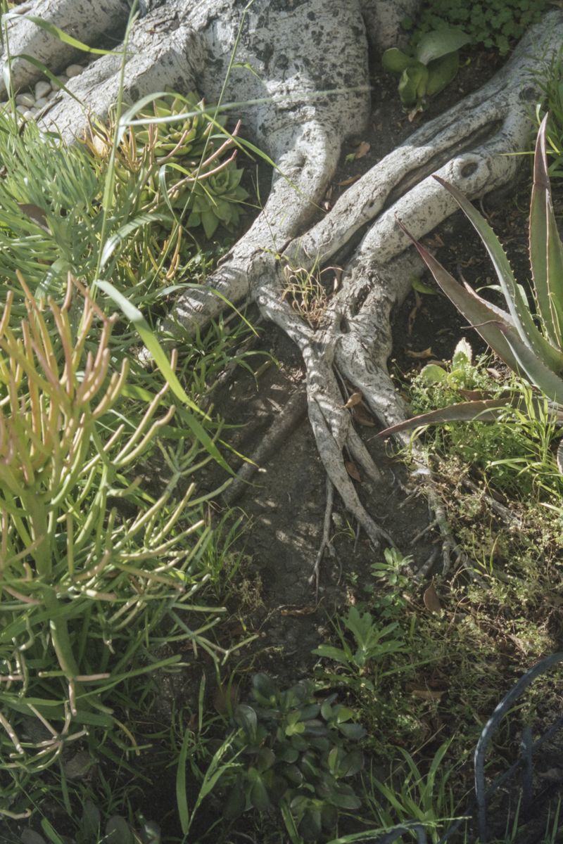 © Lingxue Hao - 35mm Color Negative; 04/2021