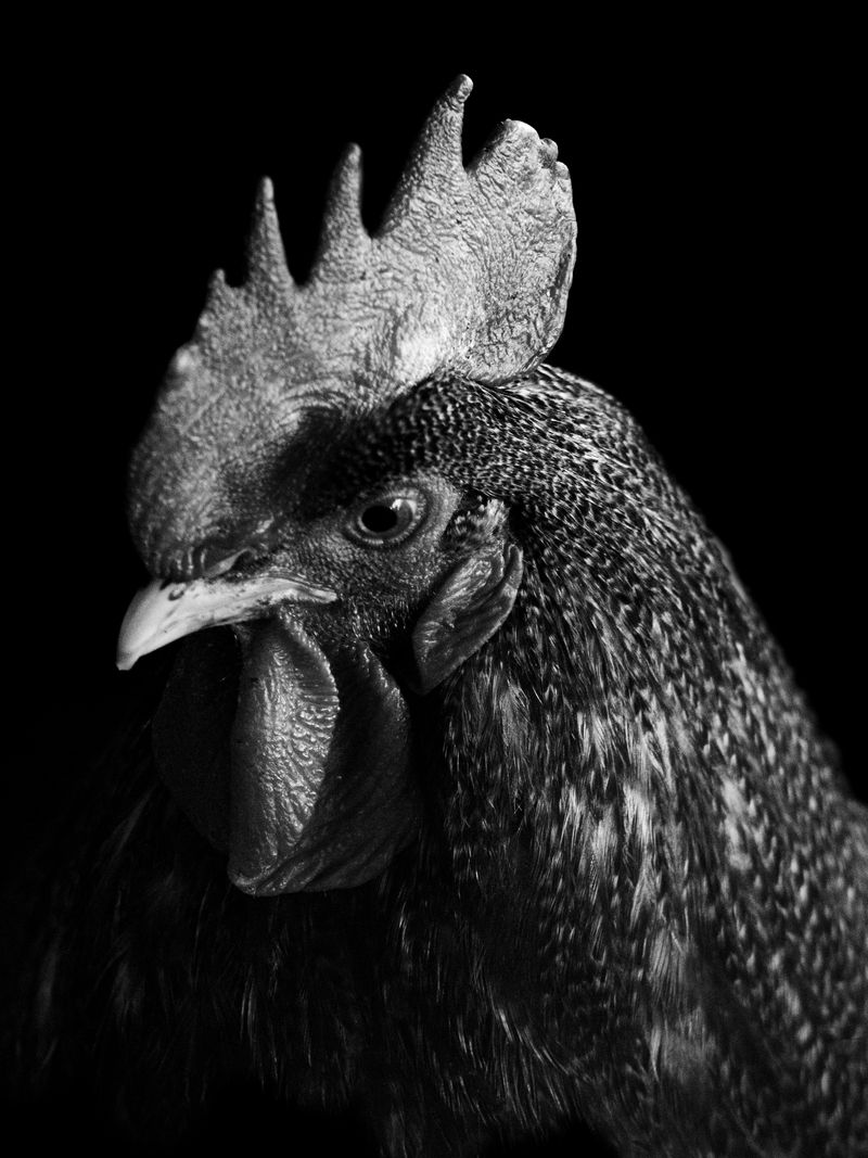 © Kelly Rosa - Image from the Sēcrētus photography project