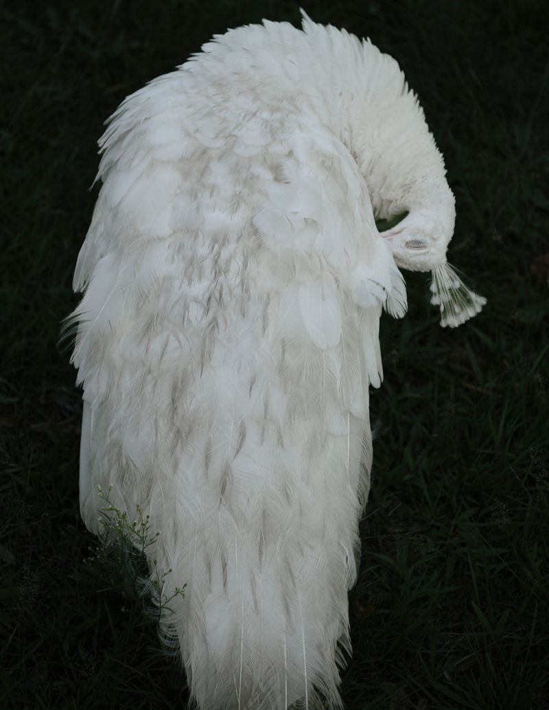 © Manu Gruber - NOSTOS by Manu Gruber