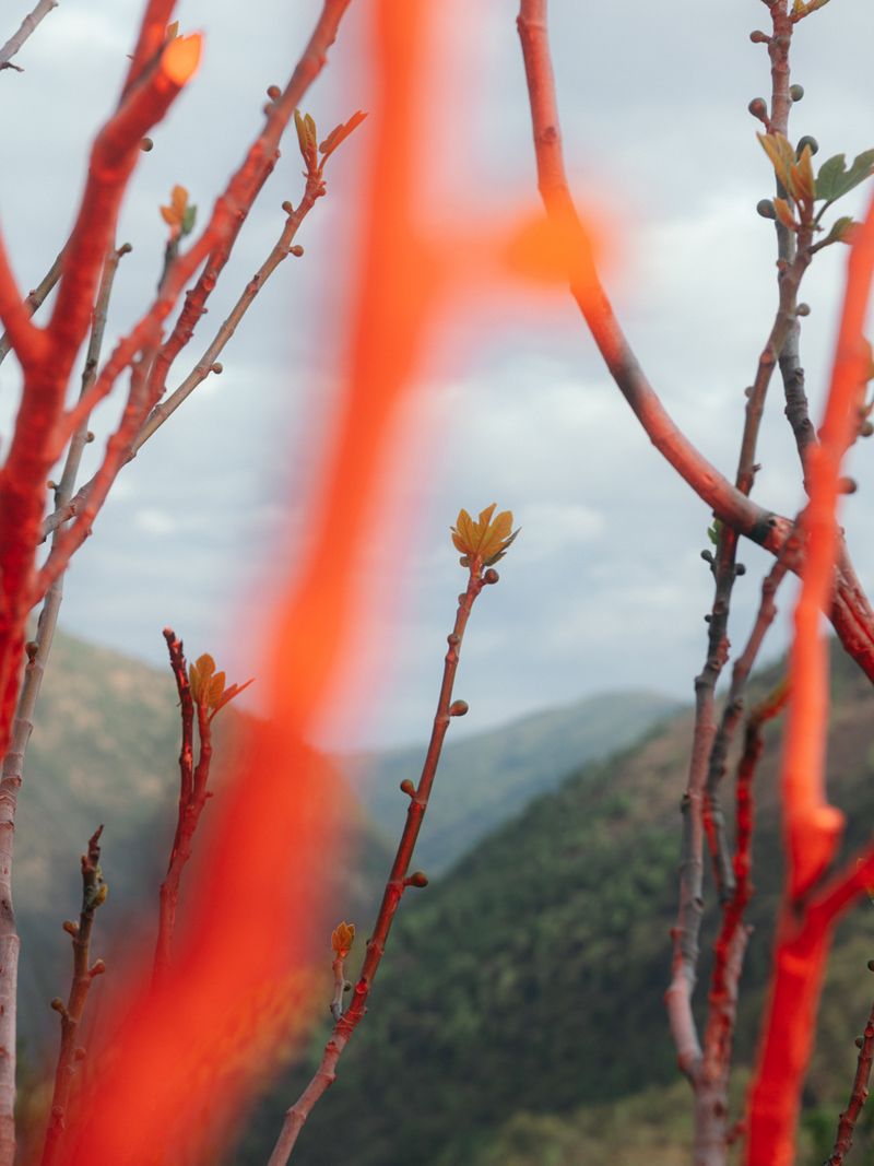 © Manu Gruber - Image from the PRIMAVERA photography project